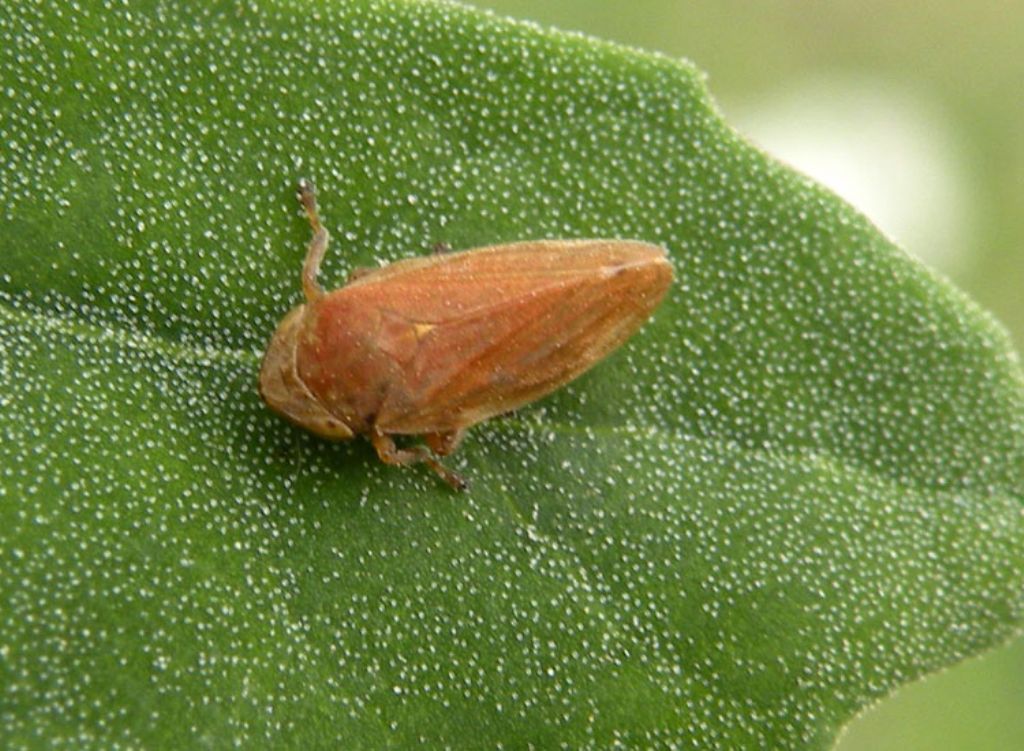 Idiodonus cruentatus?